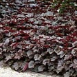 BLOOMIQUE - Lot de 6 - Heuchera Micrantha 'Palace Purple' - Heuchère - H. 10-20 cm - P. 9x9 cm - vignette