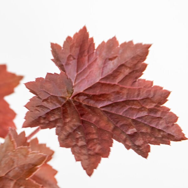 BLOOMIQUE - Lot de 6 - Heuchera Micrantha 'Palace Purple' - Heuchère - H. 10-20 cm - P. 9x9 cm - large