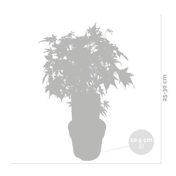 BLOOMIQUE - Acer palmatum 'Going Green' - Érable du Japon - Feuillage vert - H. 20-30 cm - P. 10,5 cm - large