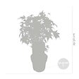 BLOOMIQUE - Acer palmatum 'Going Green' - Érable du Japon - Feuillage vert - H. 20-30 cm - P. 10,5 cm - vignette