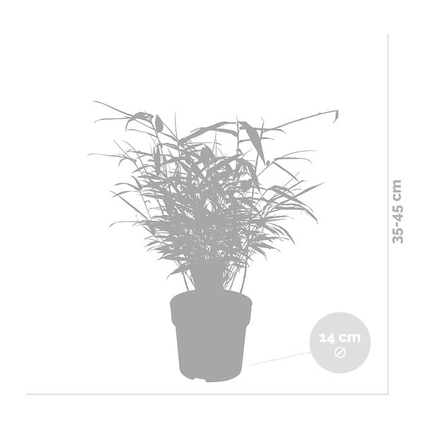BLOOMIQUE - Fargesia rufa - Bambou non traçant - Persistant - Plantes de jardin - H. 10-20 cm - P. 10 cm - large