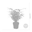 BLOOMIQUE - Fargesia rufa - Bambou non traçant - Persistant - Plantes de jardin - H. 10-20 cm - P. 10 cm - vignette