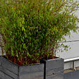 BLOOMIQUE - Lot de 6 - Fargesia Rufa - Bambou - Non traçant - Rustique - Persistant - H. 20-30 cm - P. 10 cm - vignette