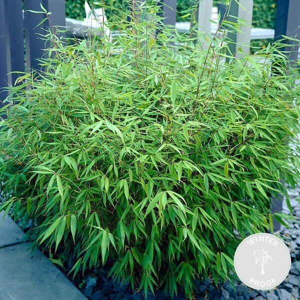 BLOOMIQUE - Fargesia rufa - Bambou non traçant - Rustique - Persistant - H. 80-100 cm - P. 23 cm - large