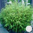 BLOOMIQUE - Fargesia rufa - Bambou non traçant - Rustique - Persistant - H. 80-100 cm - P. 23 cm - vignette