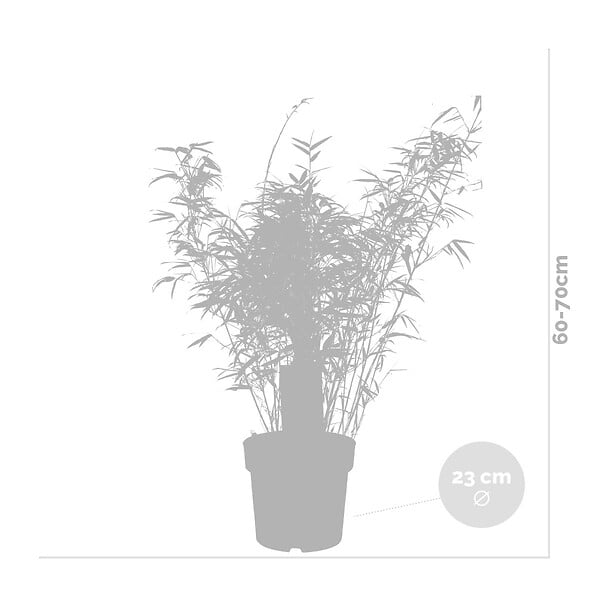 BLOOMIQUE - Fargesia rufa - Bambou non traçant - Rustique - Persistant - H. 80-100 cm - P. 23 cm - large