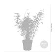 BLOOMIQUE - Fargesia rufa - Bambou non traçant - Rustique - Persistant - H. 80-100 cm - P. 23 cm - vignette