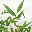 BLOOMIQUE - Fargesia rufa - Bambou non traçant - Rustique - Persistant - H. 80-100 cm - P. 23 cm - vignette