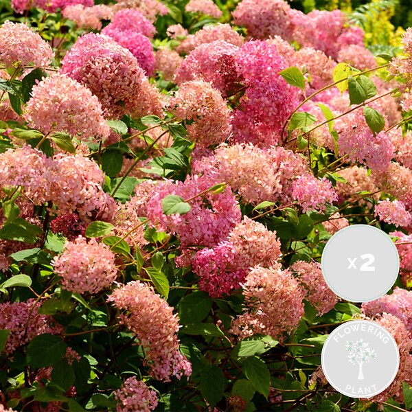 BLOOMIQUE - Lot de 2 - Hydrangea Pink Annabelle - Hortensia - Rose - Plantes de jardin - H. 40-50 cm - P. 19 cm - large