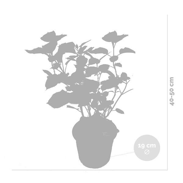 BLOOMIQUE - Lot de 2 - Hydrangea Pink Annabelle - Hortensia - Rose - Plantes de jardin - H. 40-50 cm - P. 19 cm - large