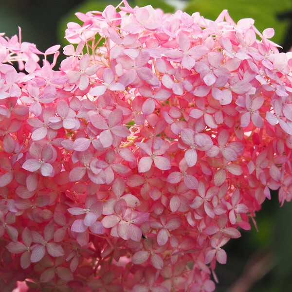 BLOOMIQUE - Lot de 2 - Hydrangea Pink Annabelle - Hortensia - Rose - Plantes de jardin - H. 40-50 cm - P. 19 cm - large