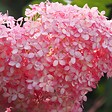 BLOOMIQUE - Lot de 2 - Hydrangea Pink Annabelle - Hortensia - Rose - Plantes de jardin - H. 40-50 cm - P. 19 cm - vignette
