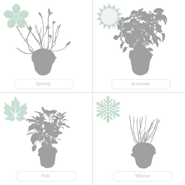 BLOOMIQUE - Lot de 2 - Hydrangea Pink Annabelle - Hortensia - Rose - Plantes de jardin - H. 40-50 cm - P. 19 cm - large