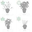 BLOOMIQUE - Lot de 2 - Hydrangea Pink Annabelle - Hortensia - Rose - Plantes de jardin - H. 40-50 cm - P. 19 cm - vignette