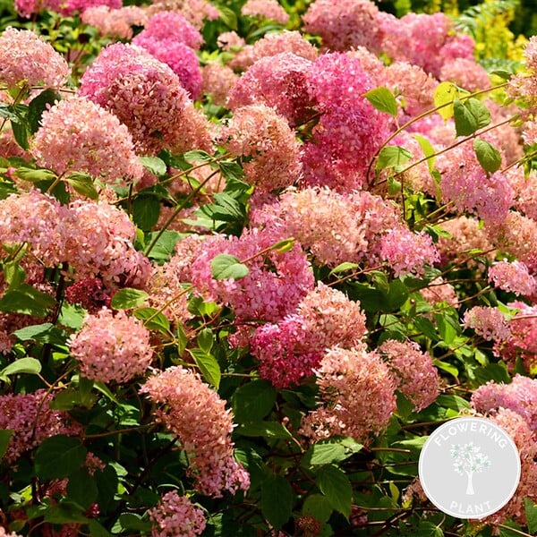 BLOOMIQUE - Hydrangea Pink Annabelle - Hortensia - Rose - Plantes de jardin - H. 40-50 cm - P. 19 cm - large