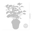 BLOOMIQUE - Hydrangea Pink Annabelle - Hortensia - Rose - Plantes de jardin - H. 40-50 cm - P. 19 cm - vignette