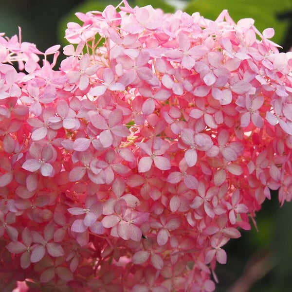 BLOOMIQUE - Hydrangea Pink Annabelle - Hortensia - Rose - Plantes de jardin - H. 40-50 cm - P. 19 cm - large