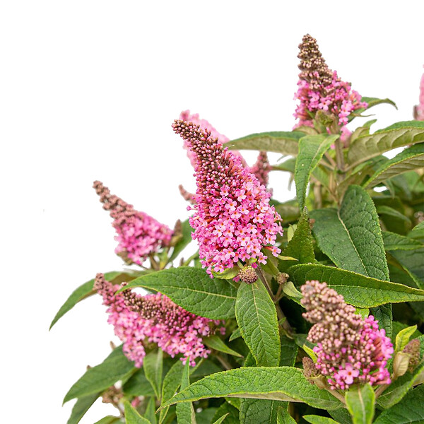 BLOOMIQUE - Lot de 2 - Buddleja Butterfly Little Pink - Arbre aux papillons - H. 30-40 cm - P. 19 cm - large