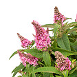 BLOOMIQUE - Lot de 2 - Buddleja Butterfly Little Pink - Arbre aux papillons - H. 30-40 cm - P. 19 cm - vignette