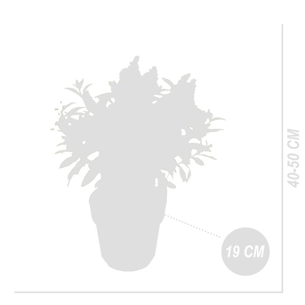 BLOOMIQUE - Lot de 2 - Buddleja Butterfly Little Pink - Arbre aux papillons - H. 30-40 cm - P. 19 cm - large