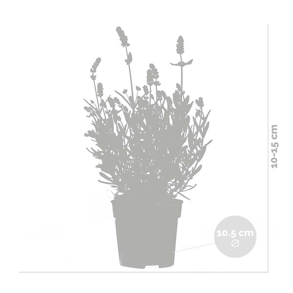 BLOOMIQUE - Lot de 6 - Lavandula Angustifolia - Lavande - Plantes de jardin - H. 15-20 cm - P. 10,5 cm - large