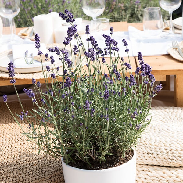 BLOOMIQUE - Lot de 6 - Lavandula Angustifolia - Lavande - Plantes de jardin - H. 15-20 cm - P. 10,5 cm - large