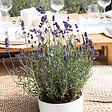 BLOOMIQUE - Lot de 6 - Lavandula Angustifolia - Lavande - Plantes de jardin - H. 15-20 cm - P. 10,5 cm - vignette