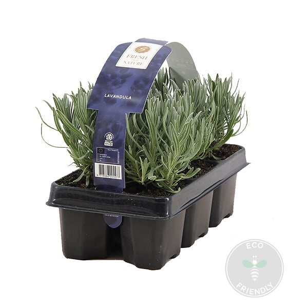 BLOOMIQUE - Lot de 1 - Lavandula Angustifolia - Plante de lavande - Plantes de jardin - H. 15-20 cm - large