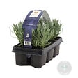 BLOOMIQUE - Lot de 1 - Lavandula Angustifolia - Plante de lavande - Plantes de jardin - H. 15-20 cm - vignette
