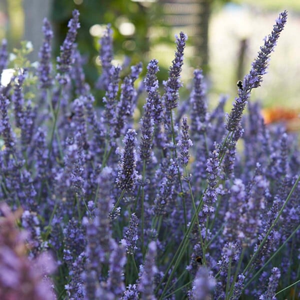BLOOMIQUE - Lot de 1 - Lavandula Angustifolia - Plante de lavande - Plantes de jardin - H. 15-20 cm - large