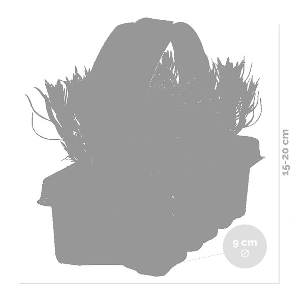 BLOOMIQUE - Lot de 1 - Lavandula Angustifolia - Plante de lavande - Plantes de jardin - H. 15-20 cm - large