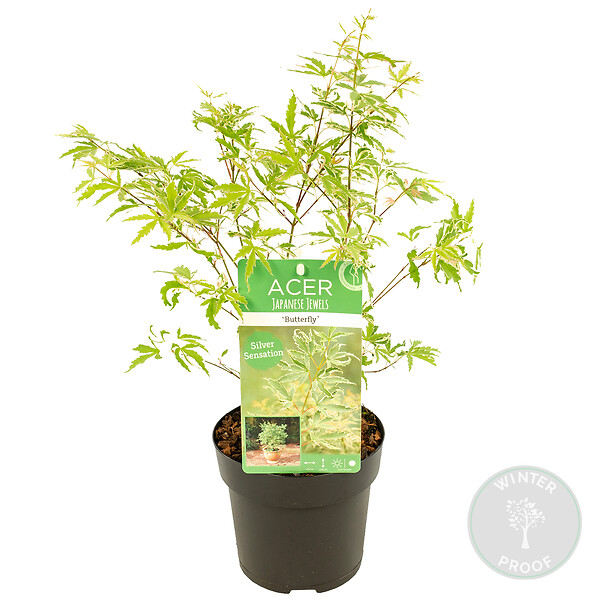 BLOOMIQUE - Acer palmatum 'Butterfly' - Érable du Japon - Feuillage panaché - H. 40-50 cm - P. 15 cm - large
