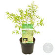 BLOOMIQUE - Acer palmatum 'Butterfly' - Érable du Japon - Feuillage panaché - H. 40-50 cm - P. 15 cm - vignette