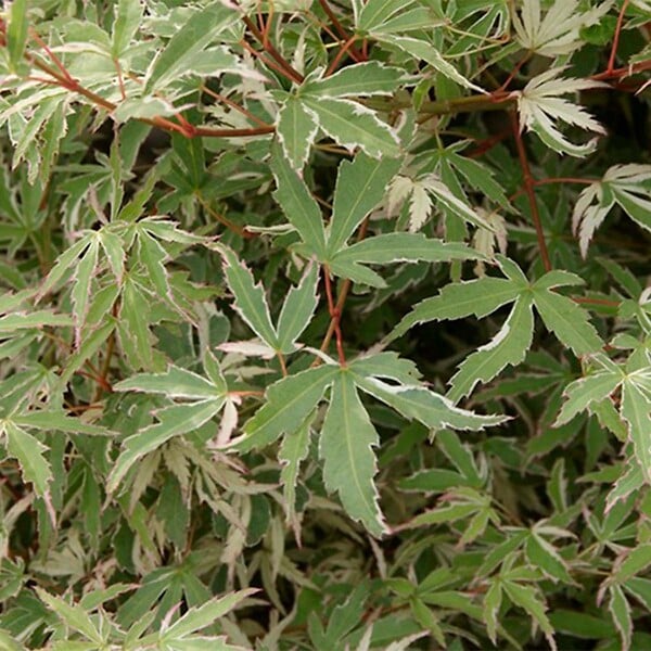 BLOOMIQUE - Acer palmatum 'Butterfly' - Érable du Japon - Feuillage panaché - H. 40-50 cm - P. 15 cm - large