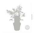 BLOOMIQUE - Acer palmatum 'Butterfly' - Érable du Japon - Feuillage panaché - H. 40-50 cm - P. 15 cm - vignette