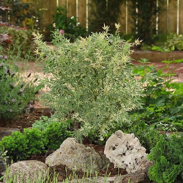 BLOOMIQUE - Acer palmatum 'Butterfly' - Érable du Japon - Feuillage panaché - H. 40-50 cm - P. 15 cm - large