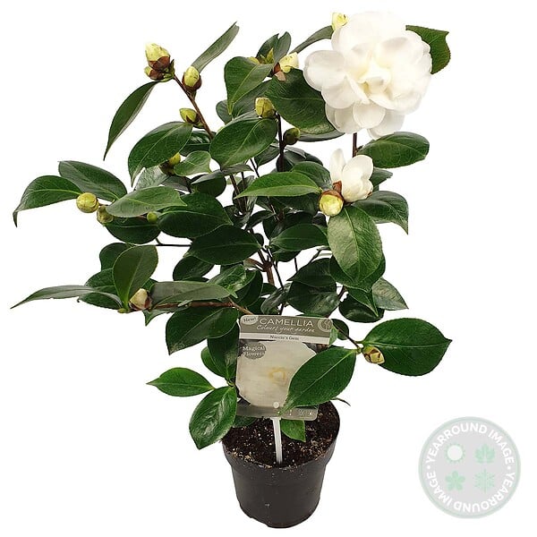 BLOOMIQUE - Lot de 2 - Camélia 'Nuccio's Gem' - Rose japonaise - Blanc - Arbuste - Persistant - Hauteur 30-35 cm - large