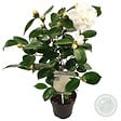 BLOOMIQUE - Lot de 2 - Camélia 'Nuccio's Gem' - Rose japonaise - Blanc - Arbuste - Persistant - Hauteur 30-35 cm - vignette