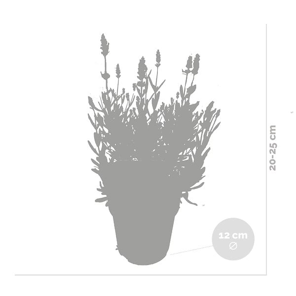 BLOOMIQUE - Lot de 3 - Lavandula Angustifolia - Plante de lavande - Plantes de jardin - H. 20-25 cm - P. 12 cm - large