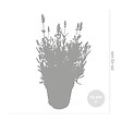 BLOOMIQUE - Lot de 3 - Lavandula Angustifolia - Plante de lavande - Plantes de jardin - H. 20-25 cm - P. 12 cm - vignette