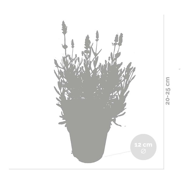 BLOOMIQUE - Lot de 6 - Lavandula Angustifolia - Plante de lavande - Plantes de jardin - H. 20-25 cm - P. 12 cm - large
