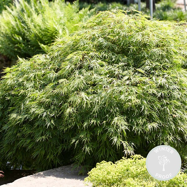 BLOOMIQUE - Acer Palmatum Emerald Lace - Érable du Japon - Feuillage vert - H. 50-70 cm - P. 19 cm - large