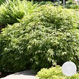BLOOMIQUE - Acer Palmatum Emerald Lace - Érable du Japon - Feuillage vert - H. 50-70 cm - P. 19 cm - vignette