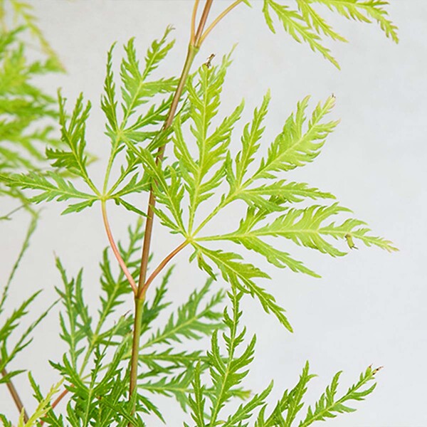 BLOOMIQUE - Acer Palmatum Emerald Lace - Érable du Japon - Feuillage vert - H. 50-70 cm - P. 19 cm - large