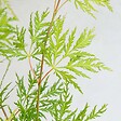 BLOOMIQUE - Acer Palmatum Emerald Lace - Érable du Japon - Feuillage vert - H. 50-70 cm - P. 19 cm - vignette