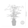 BLOOMIQUE - Acer Palmatum Emerald Lace - Érable du Japon - Feuillage vert - H. 50-70 cm - P. 19 cm - vignette