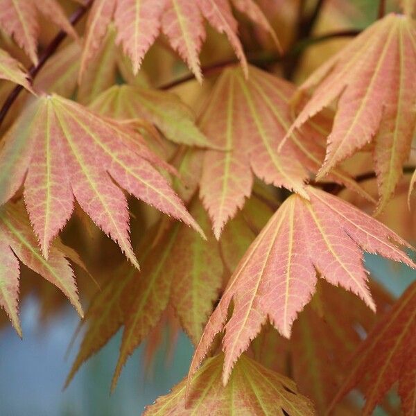 BLOOMIQUE - Acer Shirasawanum 'Moonrise' - Érable du Japon - Plantes de jardin - H. 30-40 cm - P. 15 cm - large