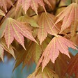 BLOOMIQUE - Acer Shirasawanum 'Moonrise' - Érable du Japon - Plantes de jardin - H. 30-40 cm - P. 15 cm - vignette