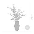BLOOMIQUE - Acer Shirasawanum 'Moonrise' - Érable du Japon - Plantes de jardin - H. 30-40 cm - P. 15 cm - vignette