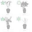 BLOOMIQUE - Acer Shirasawanum 'Moonrise' - Érable du Japon - Plantes de jardin - H. 30-40 cm - P. 15 cm - vignette